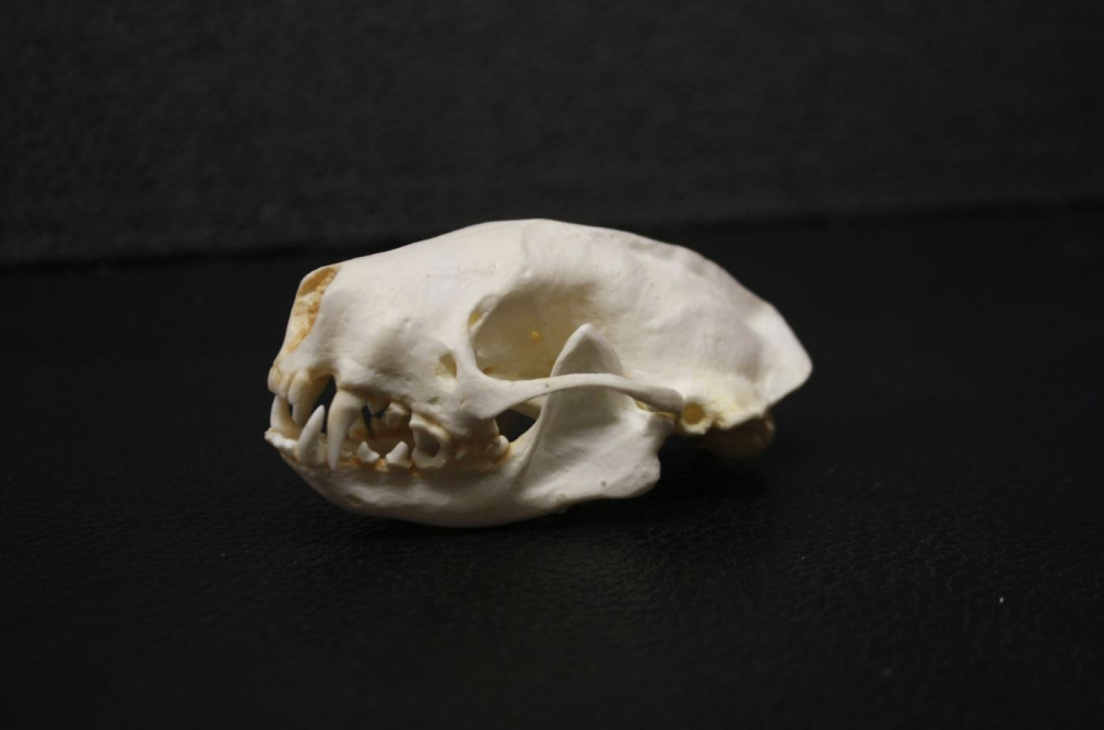 <p>Identify this skull</p>