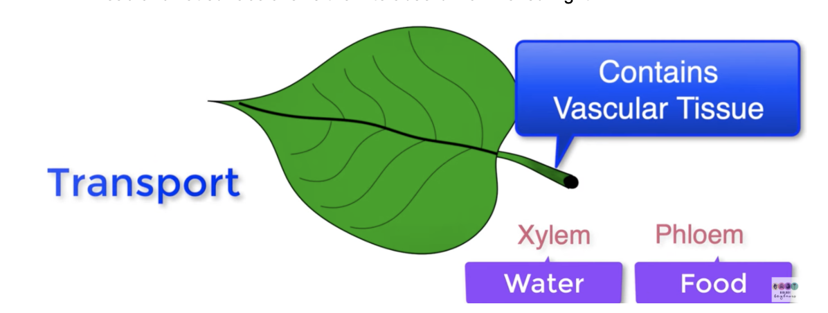 <p><span style="background-color: transparent;">Petiole: This attaches the stem of the leaf to the stalk of the plant. It contains vascular tissue such as xylem and phloem; phloem transports food to other parts of the plant and xylem transports water into the leaf.</span></p>