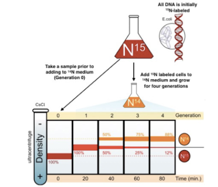<p>A biologist that discovered confirmed DNA replication. He compared 15N and 14N. They cultured bacteria with 15N to their base then incorporated 14N into 15N. Its density was in the middle, so that means they formed together. </p>