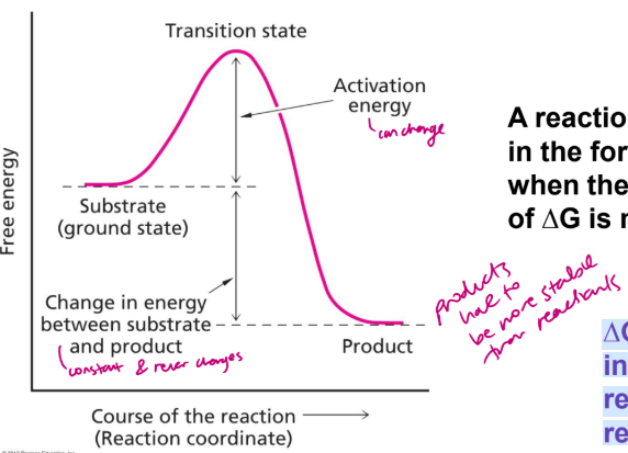 <p>A reaction will only proceed in the forward direction when the associated value of ∆G is negative (<0).</p><ul><li><p>∆G gives NO information regarding rate of reaction - determined by activation energy </p></li><li><p>products have to be more stable than reactants</p></li></ul><p></p>