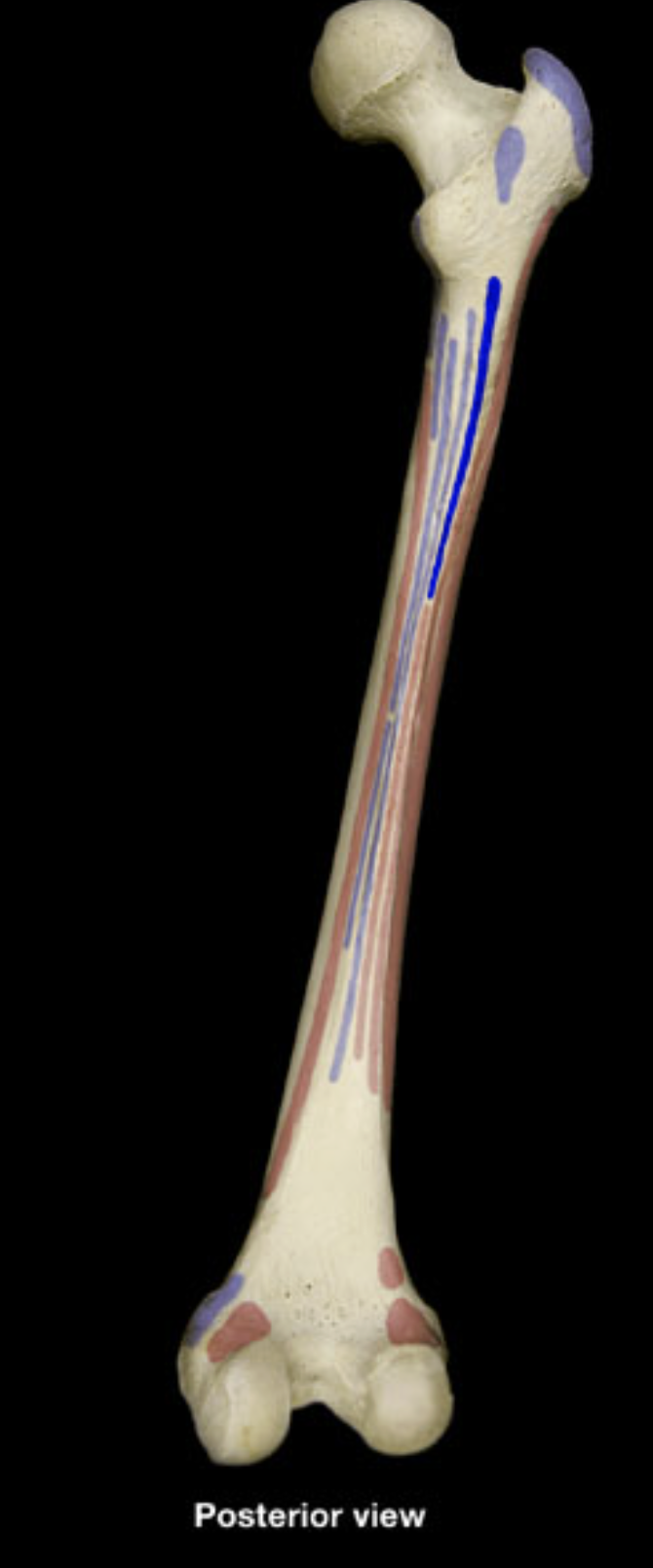 <p>gluteal tuberosity of femur</p><p>iliotibial tract</p>