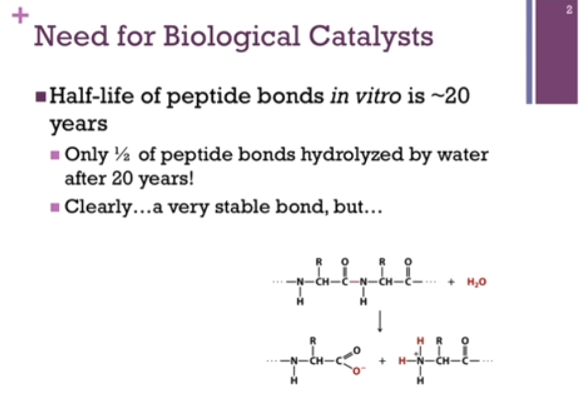 <p>Review of peptide bond schematic on left!!! A peptide bond forms by the combination of a carboxyl group of one amino acid and the amine group of a second amino acid, thereby excluding water (condensation reaction). IF we want to break that bond, we do so by adding water (HYDROLYSIS) (that is, LYSIS by adding water; that’s illustrated in the bottom schematic!). We’ll add the oxygen to the CARBONYL carbon to form the CARBOXYL group on one end, and we add the 2 hydrogen atoms to the N to form the amine group on the other end!</p><p>Half-life of peptide bonds (peptide bond = an amide bond) in vitro [in glass opposed to in vivo] [outside the cell] is ~20 years. SO, if I had a test tube of protein after 20 years, HALF of those peptide bonds would still be intact! Very strong, very stable bond. Comforting since MOST of the structure, most of the activity in the cell relates to this very strong bond!</p>