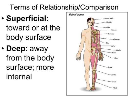 <p>Deep</p>