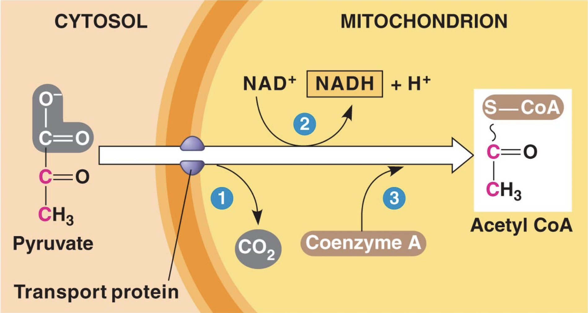 <ol><li><p>A pyruvate molecule in the cytosol goes through a transport protein, causing a COO- ion with low energy bonds to be discarded as CO2</p></li><li><p>Electrons are removed from the molecule to reduce NAD+ into NADH</p></li><li><p>The remaining two carbon molecule from the pyruvate is attached to CoA to create acetyl CoA as the molecule enters the mitochondrial matrix</p></li></ol><p></p>