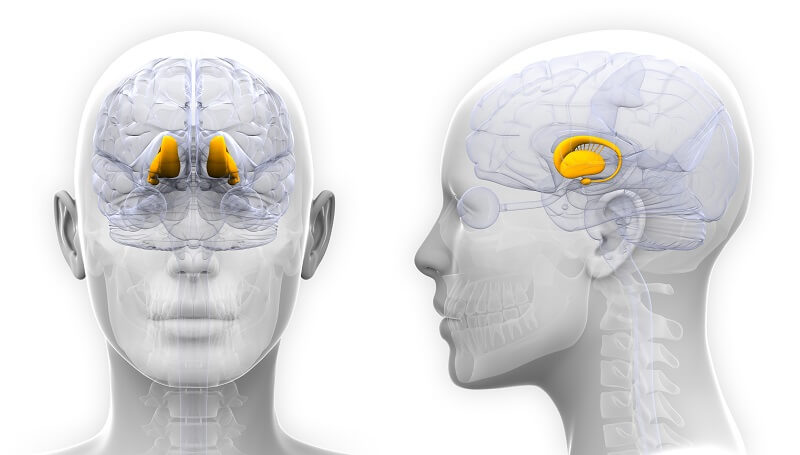 <p>Diencephalon: <strong>The Thalamus</strong></p>