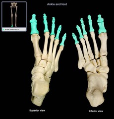 <p>appendicular skeleton</p>