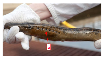 <p>This image shows the respiratory system of a lamprey in class Agnatha. Structure A are the _______ which lead to the gill _______.</p>