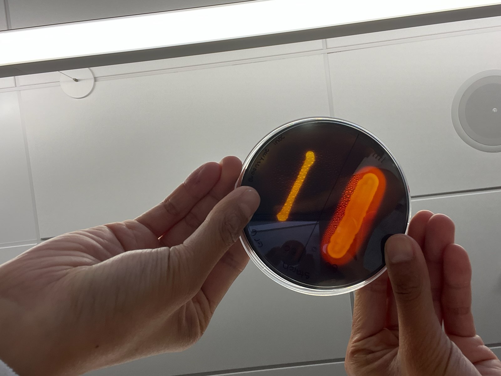 <p><strong>Name: </strong>Starch Hydrolysis Test</p><p><strong>EXOENZYME TESTED: </strong>amylase</p><p><strong>MEDIA: </strong>Starch agar plate</p><p><strong>INOCULATION GUIDE: </strong>loopful streak</p><p>*<span style="color: rgb(200, 29, 29);"><strong>After incubation:</strong> </span><span style="color: rgb(16, 13, 13);">add iodine over the plate(this will bind to the starch)</span></p><p><span style="color: rgb(16, 13, 13);"><strong>INCUBATION: </strong>37°C for 48 hrs</span></p><p><span style="color: rgb(16, 13, 13);"><strong>THEORY:</strong></span></p><p><span style="color: rgb(16, 13, 13);">Starch —→ amylase —> simple sugars(is broken down into this)</span></p><p><span style="color: rgb(16, 13, 13);">*</span><span style="color: rgb(225, 19, 19);"><strong>Add iodine: </strong></span><span style="color: rgb(1, 1, 1);">starch </span><span style="color: rgb(225, 19, 19);">=</span><span style="color: rgb(18, 152, 224);"> blue</span><span style="color: rgb(0, 0, 0);">/black,</span><span style="color: rgb(225, 19, 19);"> </span><span style="color: rgb(12, 10, 10);">simple sugar = </span><span style="color: rgb(23, 17, 17);"><mark data-color="#e7bf1d" style="background-color: rgb(231, 191, 29); color: inherit;">yellow</mark></span></p><p><span style="color: rgb(23, 17, 17);"><strong>RESULTS:</strong></span></p><p><span style="color: rgb(23, 17, 17);">(+): <mark data-color="#e2cc10" style="background-color: rgb(226, 204, 16); color: inherit;">yellow </mark><mark data-color="yellow" style="background-color: yellow; color: inherit;">a</mark>round growth (like a halo)</span></p><p><span style="color: rgb(23, 17, 17);">(-): </span><span style="color: rgb(19, 192, 237);">blue</span><span style="color: rgb(23, 17, 17);">/</span><span style="color: rgb(10, 8, 8);">black</span><span style="color: rgb(23, 17, 17);"> around growth</span></p><p></p><p><span style="color: rgb(23, 17, 17);">Extra info:</span></p><ul><li><p><span style="color: rgb(23, 17, 17);"><strong>BC = postive because it is yellow around</strong></span></p></li><li><p><span style="color: rgb(23, 17, 17);"><strong>EC lights up, but not positive</strong></span></p></li></ul><p>WE ALWAYS LOOK AROUND THE COLONY, LIGHTING UP DOESN’T MATTER.</p><p></p><p></p><p></p><p></p>