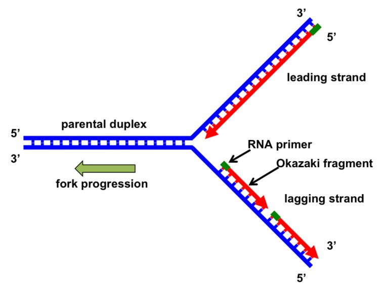 <p>Replication Fork</p>