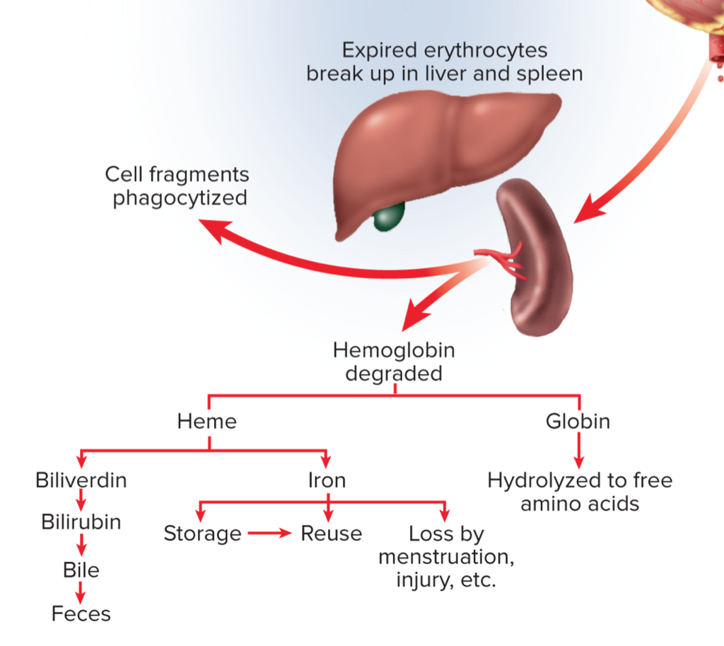 <ul><li><p>Globin chain are broken down and used to make other proteins</p></li><li><p>Iron is extracted and reused to make new hemoglobin</p></li><li><p>Heme degraded and excreted as bile by liver</p></li></ul><p></p>