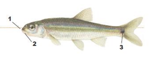 <p>1) round snout overhanging mouth</p><p>2) no barbel</p><p>3) large black caudal</p>
