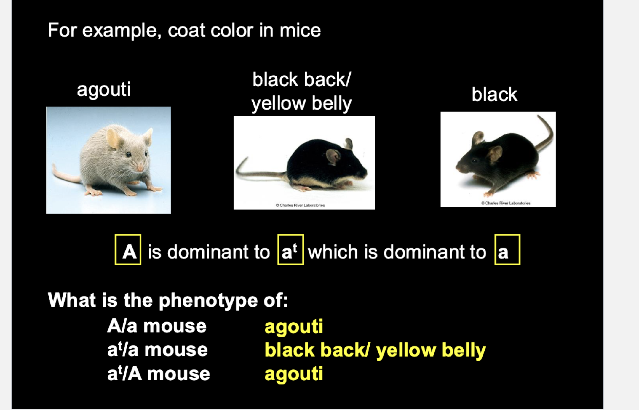 <p>What is the phenotype of:</p><p>A/a mouse</p><p>at/a mouse</p><p>at/A mouse</p>