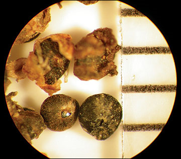 <p>Identify the seed</p>