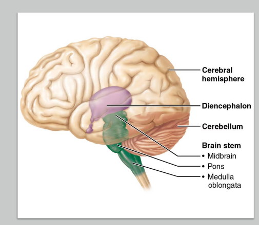 <ul><li><p>Weight: 3.5 lbs (1.6 kg)</p></li><li><p>Four Major Regions:</p><ul><li><p>Cerebrum</p></li><li><p>Diencephalon</p></li><li><p>Brain Stem</p></li><li><p>Cerebellum</p></li></ul></li></ul><p></p>