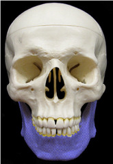 <p>Name this bone.</p>