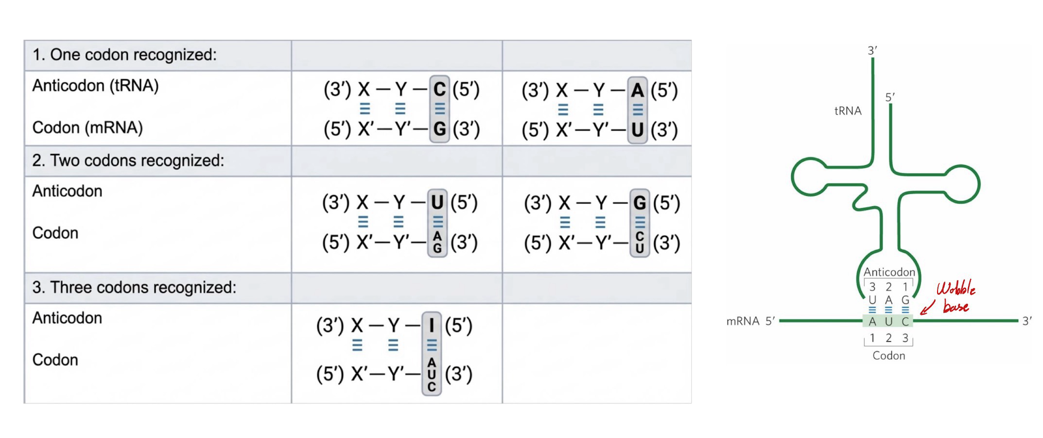 <p><strong>Anticodon: </strong>Three base sequence on <strong>tRNA</strong> that base pairs with <strong>mRNA codons</strong></p><p>First two bases of codon form strong <strong>Watson-Crick-Franklin </strong>base pairs with the anticodon</p><p><strong>The wobble base</strong>:<strong> Third base </strong>of most codon pairs loosely with the anticodon: Allows rapid dissociation during protein synthesis; ~32 tRNAs are required to translate all codons (instead of 64; conservation of resources)</p><p>The wobble position is the ONLY position where GU base pairing can occur</p><p>Some tRNAs can have inosine monophosphate (IMP), or I base, which can pair with A, U and C</p>