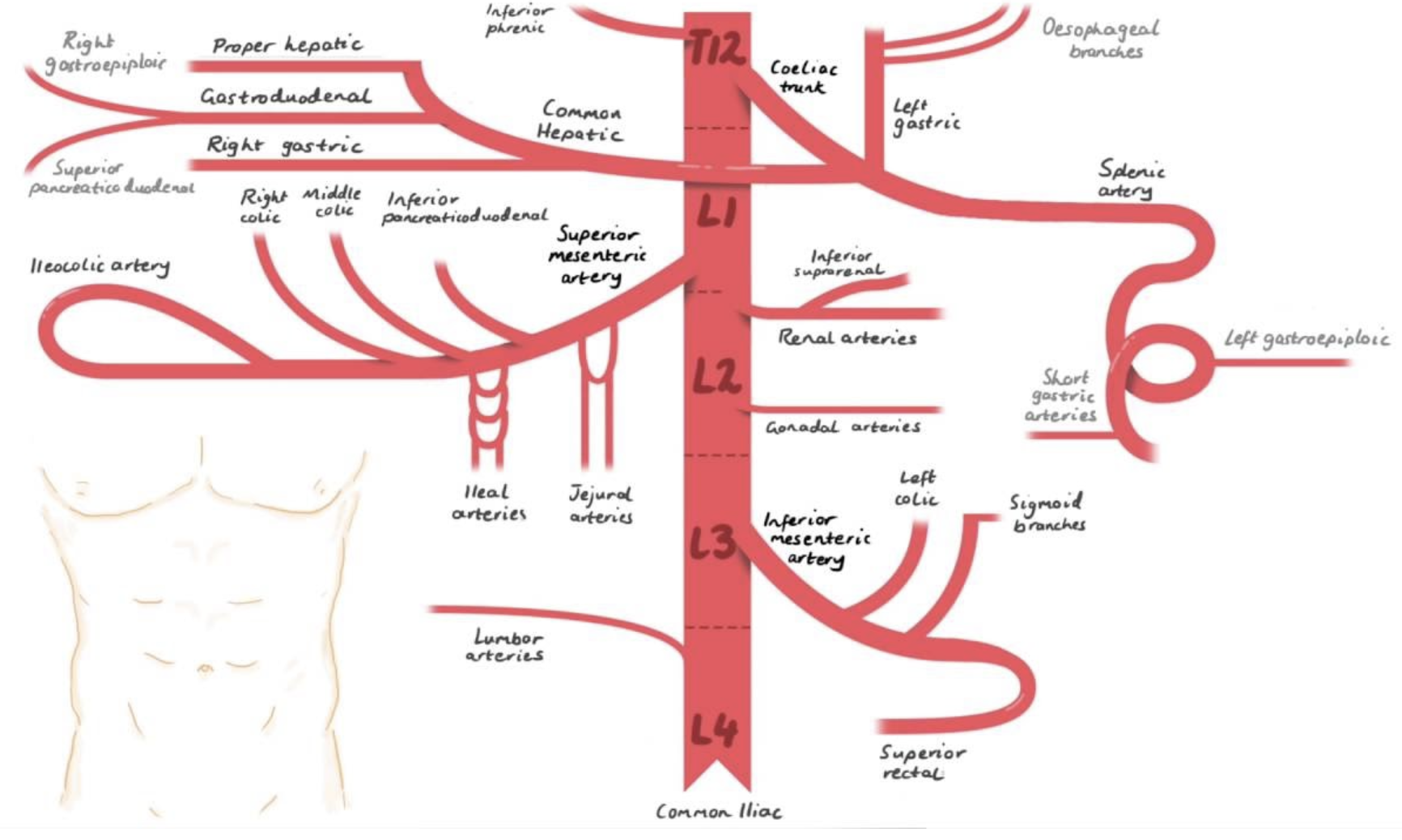 <p>supplies esophagus and upper part of stomach </p>