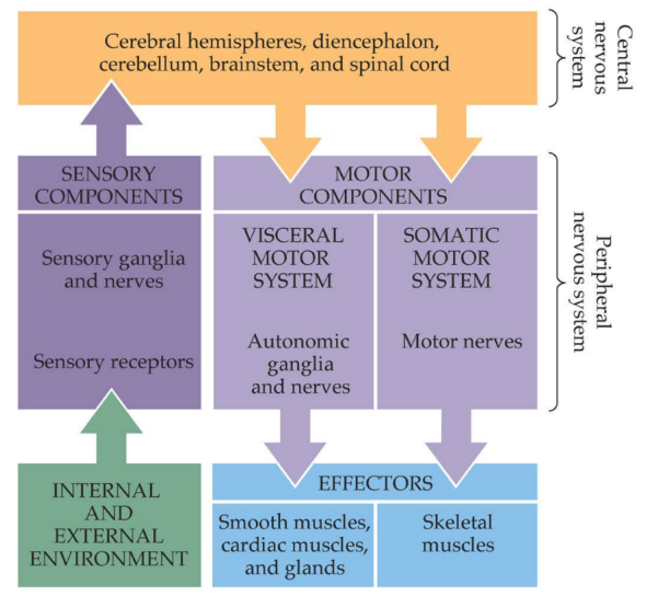 <p><strong>CNS: spinal cord &amp; brain</strong></p><ul><li><p>cerebral hemispheres</p></li><li><p>diencephalon</p></li><li><p>cerebellum</p></li><li><p>brainstem</p></li><li><p>spinal cord</p></li></ul><p><strong>PNS: cranial nerves &amp; spinal nerves</strong></p><ul><li><p>sensory</p><ul><li><p>(<em>internal and external environment →</em>) <u>sensory </u>nerves, ganglia, and receptors</p></li></ul></li><li><p>motor</p><ul><li><p><u>visceral motor/autonomic</u> nerves → smooth and cardiac muscle, glands</p></li><li><p><u>somatic motor</u> nerves → skeletal muscles</p></li></ul></li></ul><p></p>