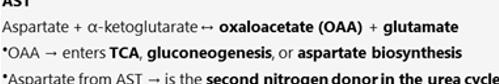 <p>What interconverts aspartate and oxaloacetate, linking nitrogen metabolism in the urea cycle </p>