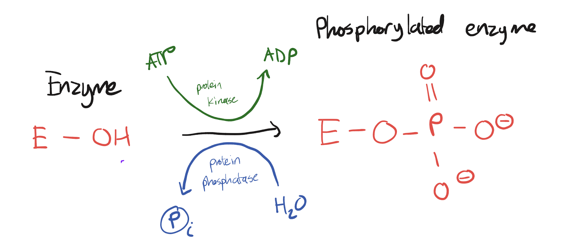 <p>Forward (phosphorylation): phosphate on ATP will be transferred to the hydroxyl group on an enzyme catalyzed by protein kinase. ATP enters, ADP exits.</p><p>Backward (dephosphorylation): hydrating the phosphorylated enzyme causes it to lose its inorganic phosphate and return to its unphosphorylated form catalyzed by protein phosphatase. Water enters, phosphate exists</p><p>Reaction is reversible!</p>