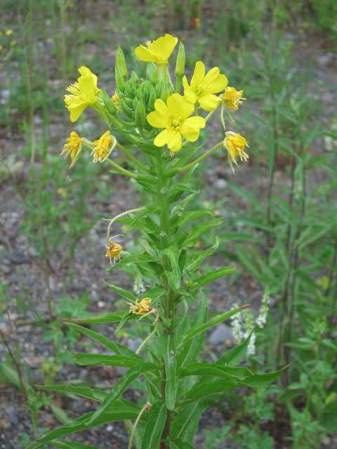 <p><em>Oenothera biennis </em>height</p>