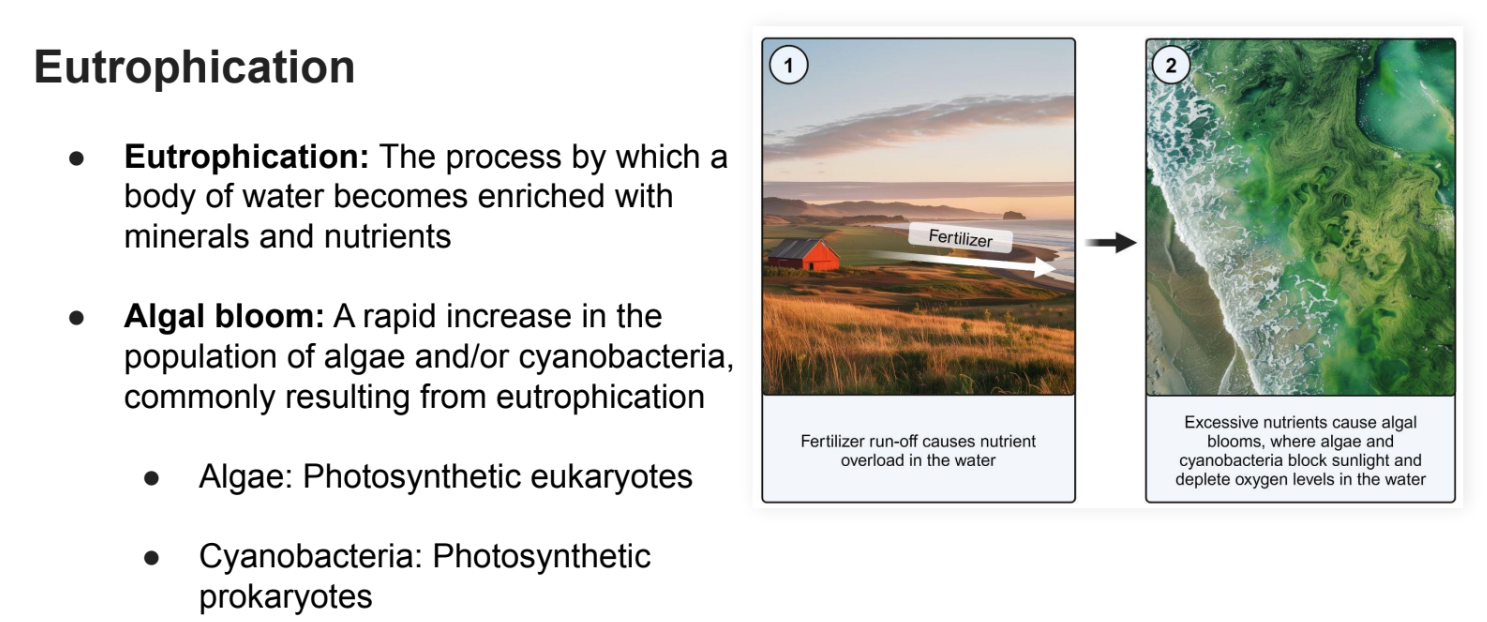 <p>The process by which a <strong>body of water</strong> becomes enriched with <strong>minerals and nutrients</strong></p>