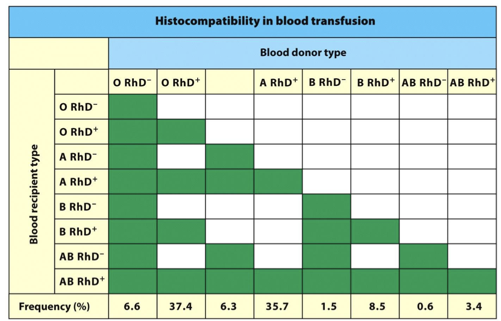 <p>blood samples from each person combind to see if HS II ran occurs (NOTE: -/+ RH react with one another)</p>