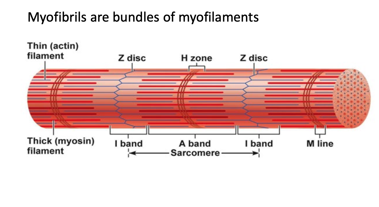 <p><u>Myofibrils</u> are bundles of <u>myofilaments</u></p><ul><li><p>SARCOMERE = BETWEEN Z DISCS</p></li></ul><p></p>