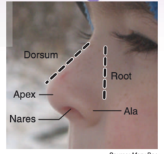 <p>-apex</p><p>-root</p><p>-dorsum</p><p>-nares or nostrils</p><p>-ala</p>