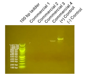 <p><span style="background-color: transparent;"><strong>a) For the gel shown above, please select the likeliest reason for the absence of bands observed for the commercial samples 1-3.</strong></span></p><p><span style="background-color: transparent;">A) Syber safe wasn’t added</span></p><p><span style="background-color: transparent;">B) The PCR mastermix was made incorrectly</span></p><p><span style="background-color: transparent;">C) Those colonies were not S. thermophilus</span></p><p><span style="background-color: transparent;">D) I expected the absence of those band</span></p><p><span style="background-color: transparent;"><strong>b) For the answers you ruled out as being incorrect: Briefly explain why you think each one is not correct.</strong> </span></p><p><span style="background-color: transparent;">(Lecture #7-8 Questions)</span></p>