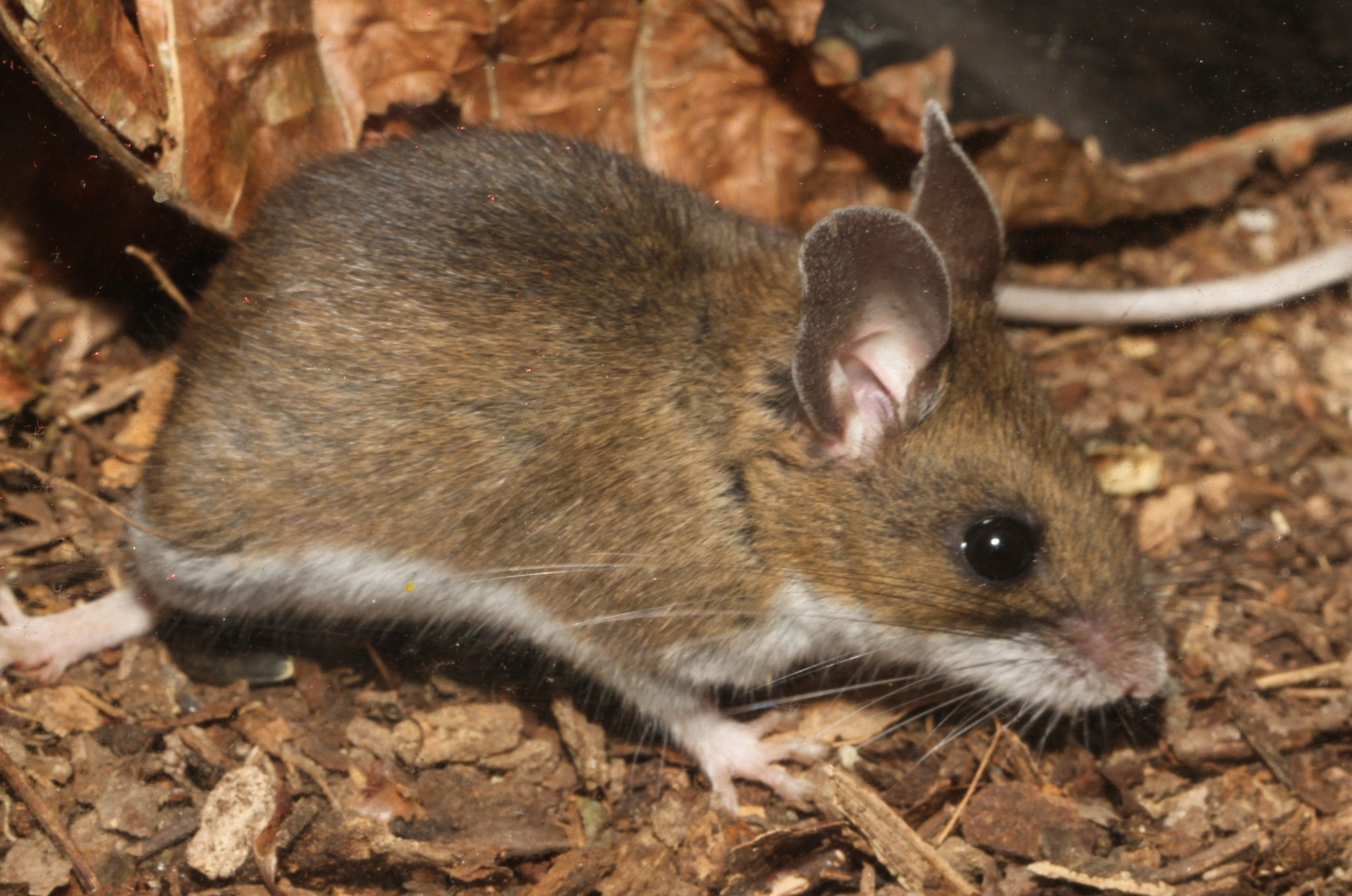 <p>Cricetidae</p><p>Peromyscus labecula (deer mice /10) </p>
