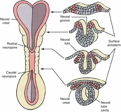 <p>Fusion of caudal/inferior neuropore</p>
