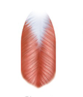 <p><span style="background-color: transparent;">Single tendon,&nbsp;vesicles feather out from both sides ex. Rectus femoris&nbsp;</span></p>