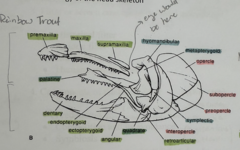 <p>The hyomandibular, the quadrate, the symplectic, and the palatine.</p>