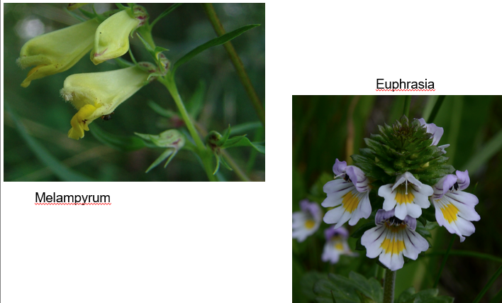<p><span>Orobanchaceae</span></p>
