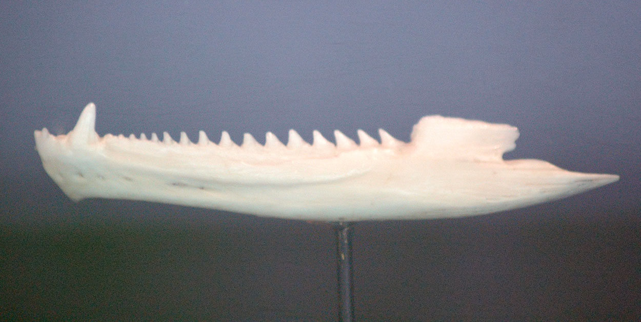 <p>tooth on top of edge of jaw, small root</p>