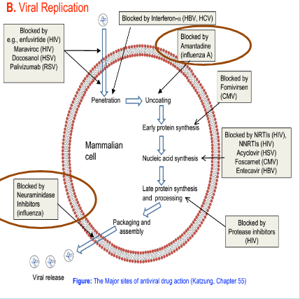 <p>Amantadine acts only against influenza A by blocking viral uncoating, while Oseltamivir and Zanamivir are neuraminidase inhibitors active against influenza A and B, preventing viral release.</p>