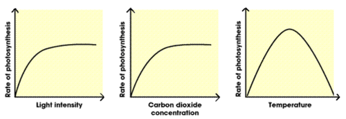 <p>Temperature<br>Light intensity<br>Carbon dioxide concentration</p>