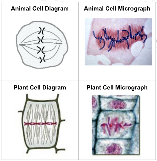 <ul><li><p>Chromatids of the replicated chromosome are fully condensed and <strong>still attached to each other with cohesin</strong></p></li><li><p><span style="background-color: transparent;">Microtubules continue to <strong>grow and attach to the centromeres </strong>on each chromosome. </span></p></li><li><p>The chromosomes are moved so they are <strong>equidistant from the two poles of the cell</strong>, along the equator</p></li></ul><p></p>