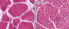<p>Identify the specific tissue?</p>