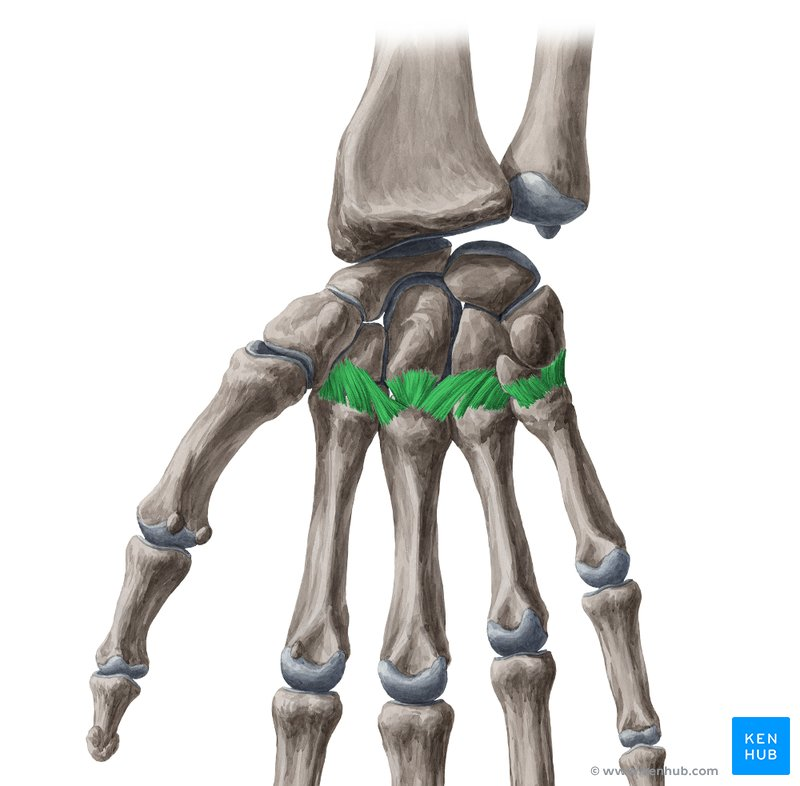 <p>What joint is this within the <strong>Upper-Appendicular Skeleton?</strong></p>