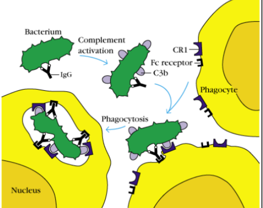 <ol><li><p>antibody attaches to the bacterium (IgG)</p></li><li><p>antibody brings the bacterium to the phagocyte</p></li><li><p>the phagocyte recognizes the antibody covered bacterium and eats it.</p></li></ol><p></p>