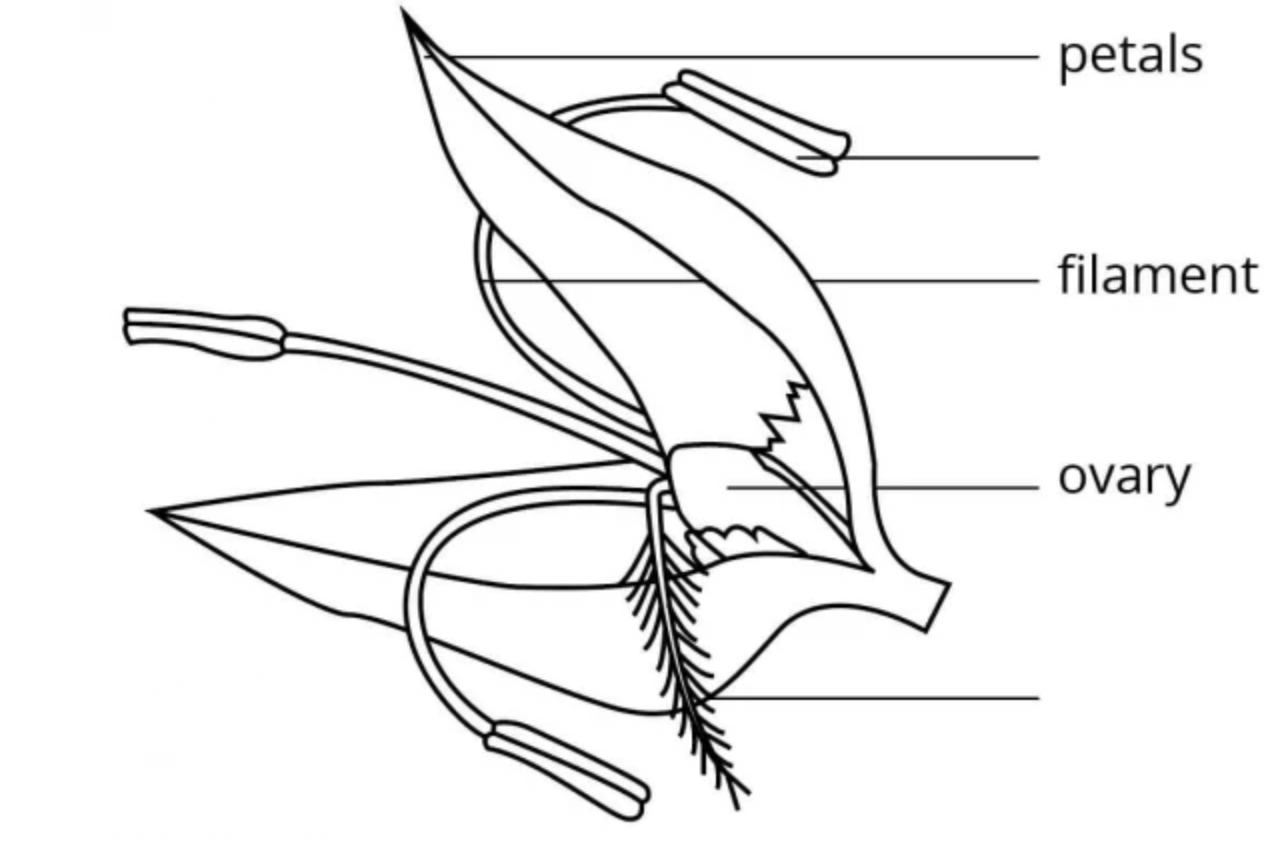 <p>Identify the anthers and the stigmas in this wind<span>-pollinated flower</span></p>