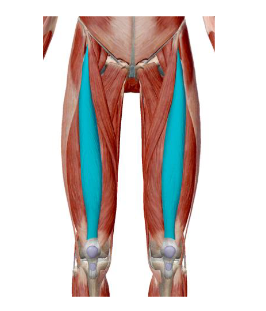 <p>Identify this muscle of the Anterior Thigh and its origin, insertion, action and innervation</p>