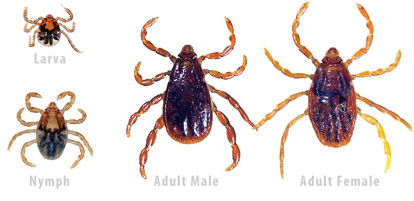 <p>What tick is this, and how do you know?</p>