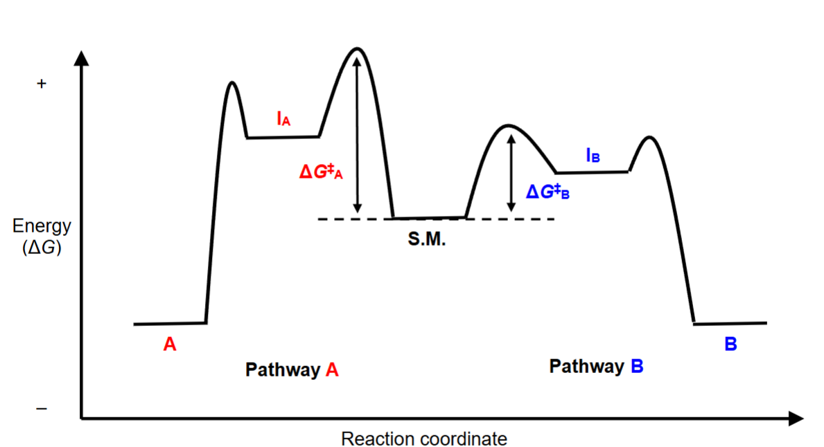 <p>analyzing the image:</p><ul><li><p>Pathway A vs Pathway B, 2 different products and 2 intermediates</p></li><li><p>IB is lower in energy (more stable) than IA</p></li><li><p>delta G<sub>B</sub> is lower energy than delta G<sub>A</sub></p></li><li><p>therefore, Pathway B is the faster and preferred rxn pathway, which forms the most stable and lowest energy intermediate</p></li><li><p>transition state: high energy point where bonds are being formed/broken (NOT INTERMEDIATE)</p></li><li><p>thermochemistry: delta G ~ delta H</p><ul><li><p>if delta H < 0, rxn is exothermic/favorable</p></li><li><p>if delta H > 0, rxn is endothermic/not favorable</p></li></ul></li></ul><p></p>