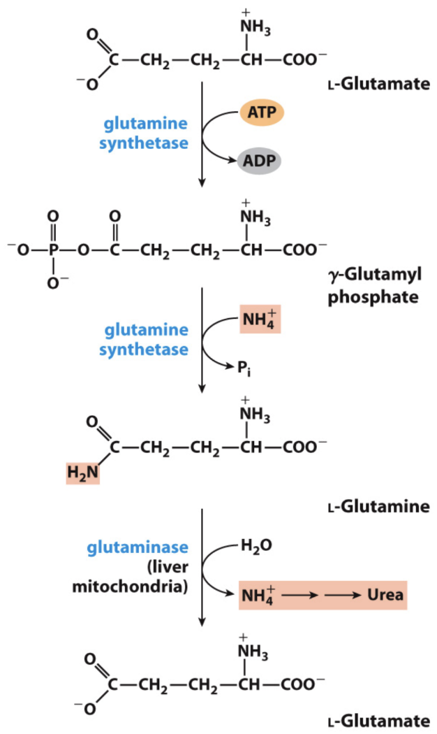 <p>How is ammonia safely transported from most <strong>tissues</strong>?</p>
