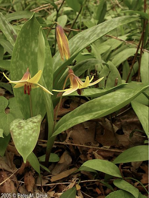 <p>Bell-shaped, solitary flower<br>2 glossy basal leaves<br>reflexed petals<br>yllow-brown anthers<br>Dog tooth violet/trout lily</p>