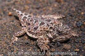<p>Class Reptillia </p><p>Order Squamata </p><p>Pygmy Short-horned Lizard </p><p></p>