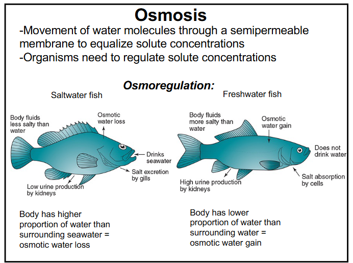 <p>-the ability of organisms to self-regulate the concentration of water and salts in their bodies</p><p>-movement of water molecules through a semipermeable membrane to equalize the concentration of solutes</p><p>-marine organisms: body has higher proportion of water than surrounding seawater = osmotic water loss</p><p>-marine organisms do so by excreting excess salt through their gills</p>